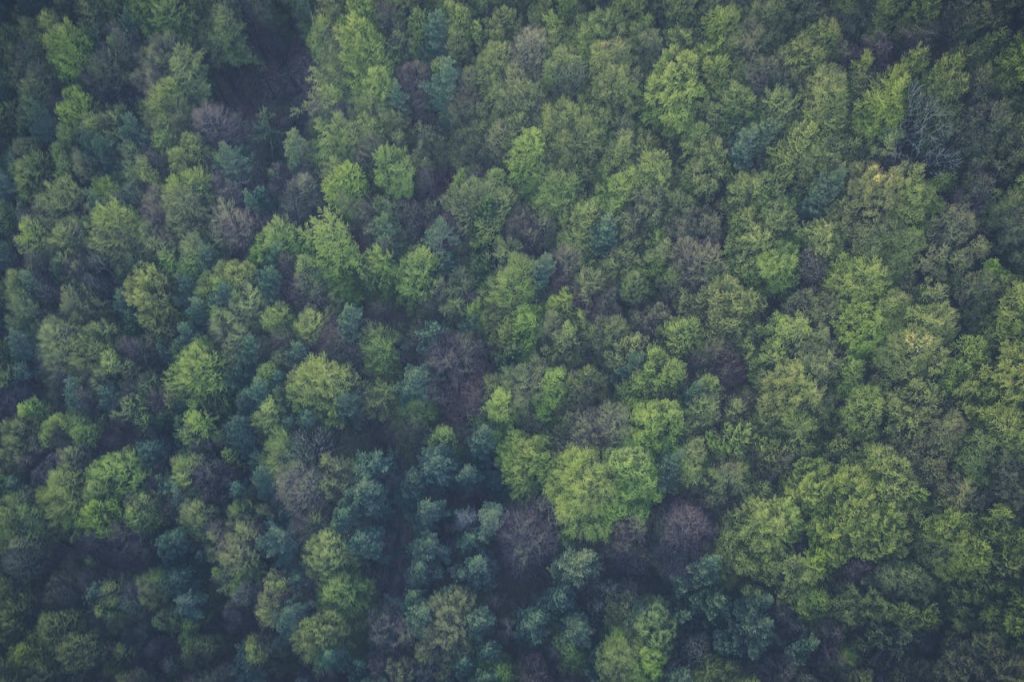 pexels-photo-113338-113338.jpg